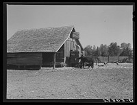 [Untitled photo, possibly related to: Wagonload of hay being put into a barn on Marcella Plantation. Mileston, Mississippi Delta, Mississippi]. Sourced from the Library of Congress.