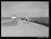 Wagonload of cotton coming out of the field in the evening. Mileston Plantation, Mississippi Delta, Mississippi. Sourced from the Library of Congress.