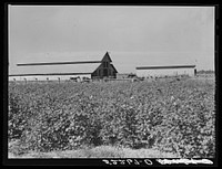 Stockbarns with cotton field in foreground. Marcella Plantation, Mileston, Mississippi Delta, Mississippi. Sourced from the Library of Congress.