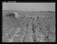 Picking cotton. Mileston Plantation, Mileston, Mississippi Delta, Mississippi. Sourced from the Library of Congress.