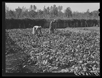  tenants working in their garden of turnip greens. Good Hope Plantation, Mississippi Delta, Mississippi. Sourced from the Library of Congress.