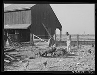 [Untitled photo, possibly related to: Farmer on project with some of his stock. Sunflower Plantation, Merigold, Mississippi]. Sourced from the Library of Congress.