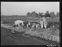 [Untitled photo, possibly related to: Day laborers bringing bags of cotton from field to be dumped into wagon and taken to the gin near Clarksdale, Mississippi Delta]. Sourced from the Library of Congress.