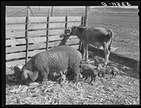Livestock belonging to tenant purchase family, white, Crowell. Near Isola, Mississippi Delta. Sourced from the Library of Congress.