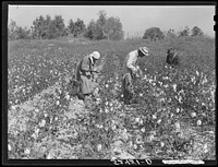 Picking cotton in some of the poorer land. Mississippi Delta, near Clarksdale, Mississippi Delta. Sourced from the Library of Congress.