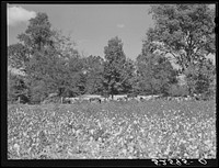 Tents for transient Mexican labor brought from Texas by contractor for the duration of cotton picking season. Hopson Plantation, near Clarksdale, Mississippi Delta. Sourced from the Library of Congress.