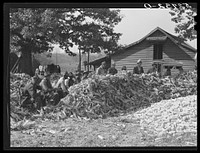 Cornshucking on Mr. Fred Wilkins' farm Tallyho. Near Stem, Granville County, North Carolina. Sourced from the Library of Congress.