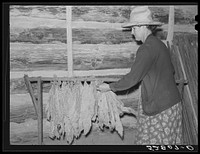 Mrs. Fred Wilkins "taking off" the tobacco for grading and stripping in strip house on their farm. Tallyho near Stem, Granville County, North Carolina. See subregional notes (Odum) November 16, 1939. Sourced from the Library of Congress.