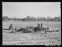 [Untitled photo, possibly related to: Bringing the hay from the field to the machine for baling. The Mary E. Jones place of about 140 acres. There are eight mules on the entire place, two cows and this year forty acres in tobacco, no cotton. The sons, W.E. and R.E. Jones, own ninety-nine acres and sixty acres respectively. They have owned it about forty-five years. It is on Route No. 91, about two miles from Wake Forest. Wake County, North Carolina]. Sourced from the Library of Congress.