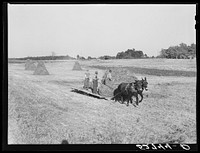 Bringing the hay from the field to the machine for baling. The Mary E. Jones place of about 140 acres. There are eight mules on the entire place, two cows and this year forty acres in tobacco, no cotton. The sons, W.E. and R.E. Jones, own ninety-nine acres and sixty acres respectively. They have owned it about forty-five years. It is on Route No. 91, about two miles from Wake Forest. Wake County, North Carolina. Sourced from the Library of Congress.