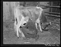 Mrs. Elvin Wilkins' son milking their cow in the evening on their farm. Tallyho, near Stem, Granville County, North Carolina. See subregional notes (Odum) November 16, 1939. Sourced from the Library of Congress.