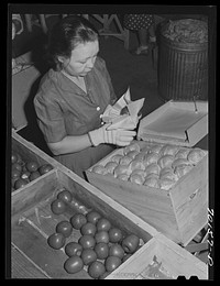 Farm woman who lives at the FSA (Farm Security Administration) farm family migratory labor camp, Yakima, Washington, packing wooden apples at the WPA (Work Projects Administration) apple packing school at the camp by Russell Lee