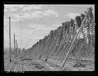 Hop vines. Yakima County, Washington by Russell Lee