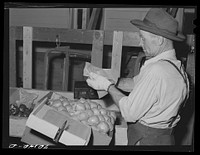 Farm worker who lives at the FSA (Farm Security Administration) farm family migratory labor camp. Yakima, Washington. He is attending the WPA (Work Projects Administration) apple packing school at the camp by Russell Lee