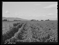 [Untitled photo, possibly related to: Hop field. Yakima County, Washington] by Russell Lee