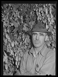 Hop grower. Yakima County, Washington. This man using a stationary-type mechanical picker this year for part of his crops and plans to enlarge mechanical picker next year by Russell Lee