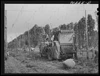 Portable-type hop picker at work in the fields, Yakima County, Washington. In 1940 there were two mechanical pickers in this county, this year (1941) there were thirty-eight, thirty-three of which were this type. Using the machines fifteen men displace one hundred hand pickers on same numbers of hours worked by Russell Lee