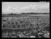 [Untitled photo, possibly related to: Hop field. Yakima County, Washington] by Russell Lee