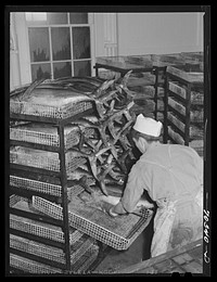 Putting gutted tuna into trays in which it will be steamed. Columbia River Packing Association, Astoria, Oregon by Russell Lee