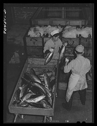 [Untitled photo, possibly related to: Tuna being packed in ice. Astoria, Oregon] by Russell Lee