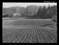 [Untitled photo, possibly related to: Fall spinach. Willamette Valley, Clackamas County, Oregon] by Russell Lee