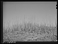 Cut-over burned-over forest land.  Clatsop County, Oregon by Russell Lee