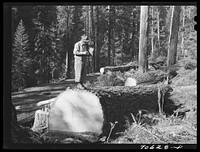 Long Bell Lumber Company, Cowlitz County, Washington. Timber superintendent in "tin" pants on top of a fir log by Russell Lee
