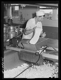 Tillamook cheese plant, Tillamook, Oregon. Putting curd, after it has cheddared, through a curd mill. by Russell Lee