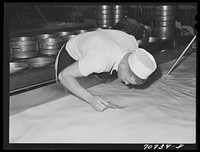 Testing the acidity in curdling milk at the Tillamook cheese plant. Tillamook, Oregon by Russell Lee