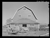 Tillamook County, Oregon. Dairy farmer's barn and cattle. This type of barn, because of its peculiar roof shape, is known as a "hip" barn by Russell Lee