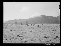 Dairy cattle in the marshy land of Tillamook County, Oregon by Russell Lee