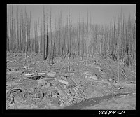 [Untitled photo, possibly related to: Housing for lumber workers in the Tillamook County, Oretgon. In August of 1933 a forest fire in one week swept through 290,000 acres of woodland. This area is now being cleared and most of the partially burned trees are of commercial value. The future (after clearing is completed) is undecided--some factions desire reforestation; others believe that it can be adopted to some form of agriculture, probably cattle and sheep and goat raising] by Russell Lee