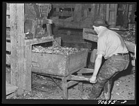 [Untitled photo, possibly related to: Field beets which will be used for cattle feed by dairy farmer. Tillamook County, Oregon] by Russell Lee