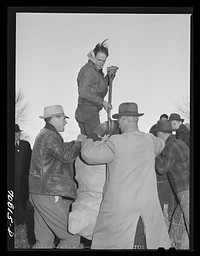 [Untitled photo, possibly related to: Weighing up corn husked in contest at Ontario, Oregon] by Russell Lee