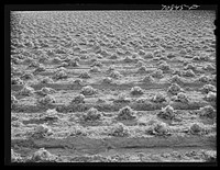 Lettuce rotting in the field. Canyon County, Idaho. When the price went low at the end of the season, the lettuce was left in the fields; in some places cattle and sheep were turned in to eat it, and in others it will be plowed under by Russell Lee