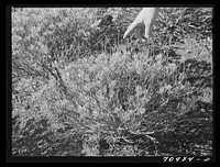 Salinas, California. Intercontinental Rubber Producers. Approximately four-year-old guayule plant. The seedlings remain in the nursery for eight or nine months, the age of the shrub being determined by the length of time it is in the field. Guayule reaches maturity in from four to six years. At maturity the plant is about three feet in height. The rubber content is from eighteen to twenty percent of the dry weight by Russell Lee