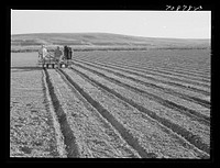 Farmer discing his land. Black Canyon Project, Canyon County, Idaho by Russell Lee