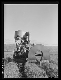 Salinas, California. Intercontinental Rubber Producers. Gathering guayule seed by means of a vacuum by Russell Lee