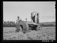Salinas, California. Intercontinental Rubber Producers. Gathering guayule seed with a vacuum machine by Russell Lee