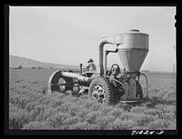 Salinas, California. Intercontinental Rubber Producers. Gathering guayule seed with a vacuum machine by Russell Lee