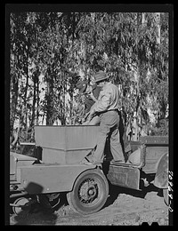 Salinas, California. Intercontinental Rubber Producers. Pouring sand into the planter used in the guayule nursery by Russell Lee