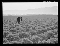 Salinas, California. Intercontinental Rubber Producers. Four-year-old guayule shrubs. Guayule requires from seven to fifteen inches of rainfall annually, ten inches being ideal for successful cultivation by Russell Lee