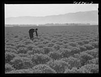 [Untitled photo, possibly related to: Salinas, California. Intercontinental Rubber Producers. Four-year-old guayule shrubs. Guayule requires from seven to fifteen inches of rainfall annually, ten inches being ideal for successful cultivation] by Russell Lee