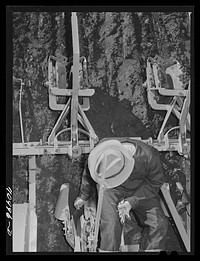 [Untitled photo, possibly related to: Salinas, California. Intercontinental Rubber Producers. Man on machine are transplanting guayule seedlings into the field. All machines used in guayule culture were designed and built in the company shops, mostly from standard parts] by Russell Lee