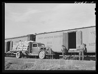 Loading potatoes into railroad car, Klamath County, Oregon. Value of potato crop in the county is more than four million dollars annually by Russell Lee