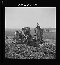 Japanese-Americans operating a spinach harvester while they wait for final evacuation orders. San Benito County, California by Russell Lee