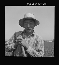 San Benito County, California. Japanese-American working in field as he waits for final evacuation orders by Russell Lee