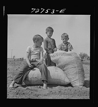 Merced County, California. Farm boys with sacks of seed peanuts by Russell Lee