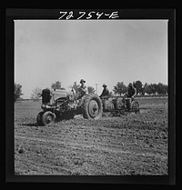 Merced County, California. Planting peanuts by Russell Lee