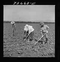 [Untitled photo, possibly related to: San Benito, California. Japanese-Americans work in field while they wait for final evacuation orders] by Russell Lee